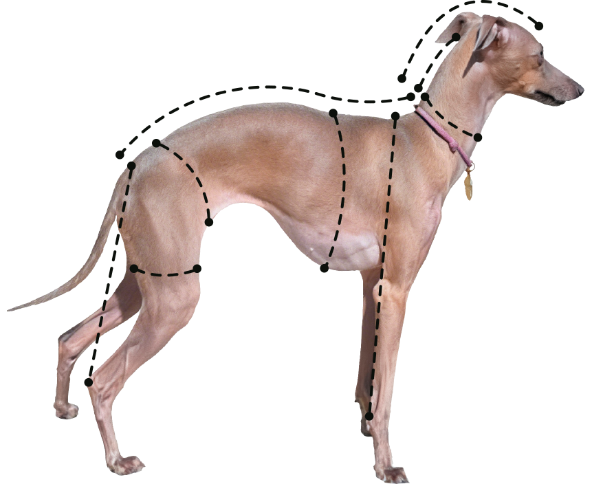 Guia de Medidas de galgos mostrando um cachorro em vista lateral com os principais pontos de medição do corpo identificados por letras