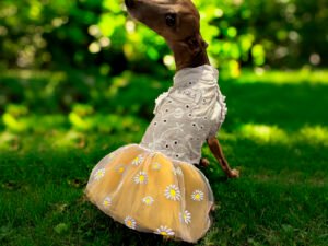 Vestidos para Galgos