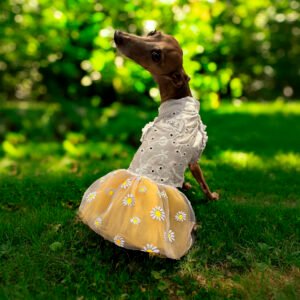 Vestidos para Galgos
