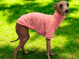 Camisetas para Galgos