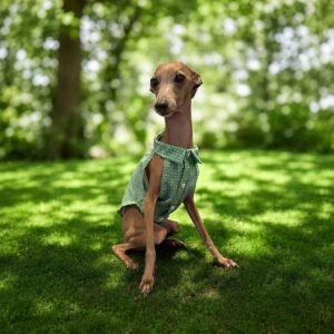 Camisas para Galgos