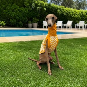 Regata UV 50+ para Galgos